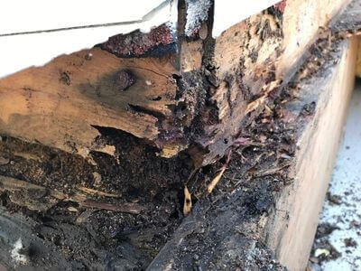 Professional mold removal services in Windsor